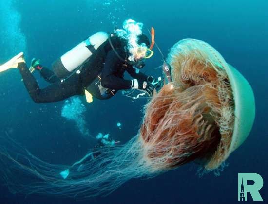 На курорт в Великобритании произошло нашествие 30-килограммовых медуз