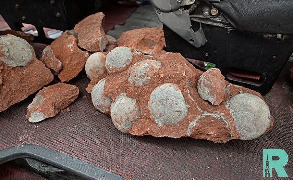 Ребенок в Китае нашел 11 ископаемых яиц динозавра