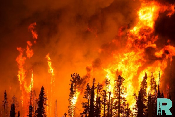 На Канарах из-за лесных пожаров эвакуировали 2000 человек