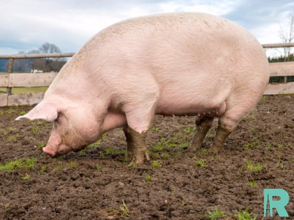 В Китае вырастили свинью более 500 килограммов
