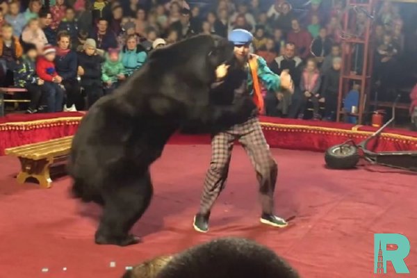 В Карелии в цирке во время представления на дрессировщика напал медведь