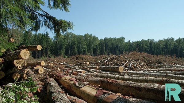 Из-за сплошной вырубки лесов возрастает температура грунта