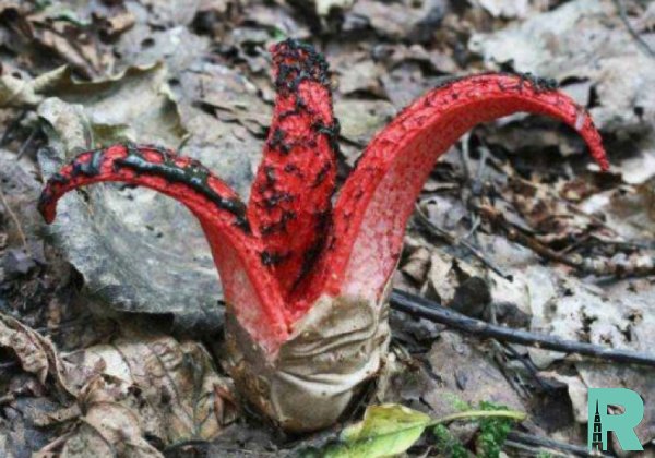 "Пальцы дьявола": в Англии обнаружен уникальный гриб