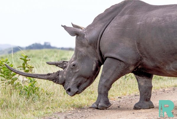 Ученые создали искусственный рог носорога чтобы спасти от браконьеров животных