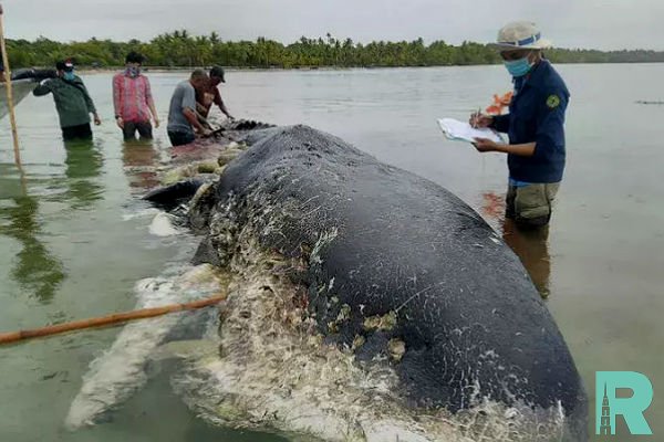 22 килограмма пластика обнаружено в теле погибшей беременной самки кита