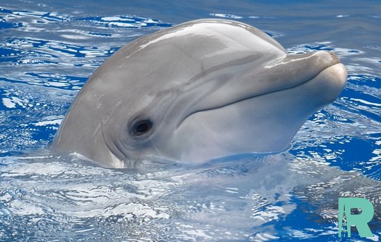 Из-за потепления климата дельфинам грозит вымирание