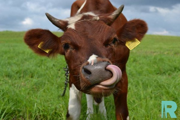 В Англии на коровах тестируют сеть 5G