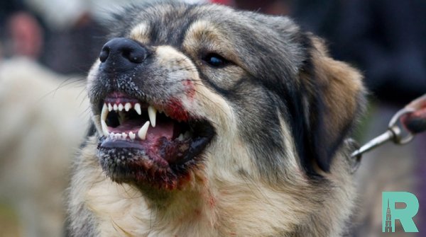 В Москве зарегистрированы шесть случаев бешенства у животных
