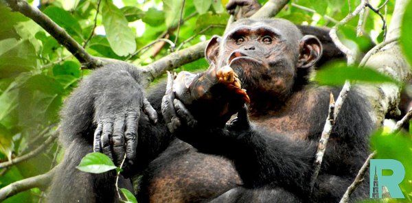 Впервые на видео записан редкий случай охоты шимпанзе на черепах