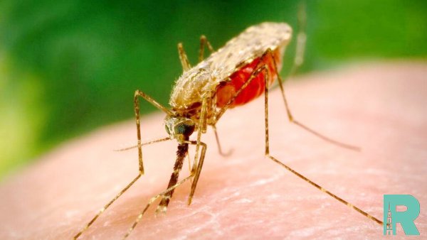 При помощи трансгенного грибка удалось уничтожить 99% малярийных комаров
