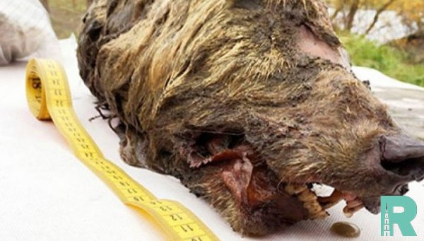 В Якутии найдена голова волка жившего 40 тысяч лет тому назад