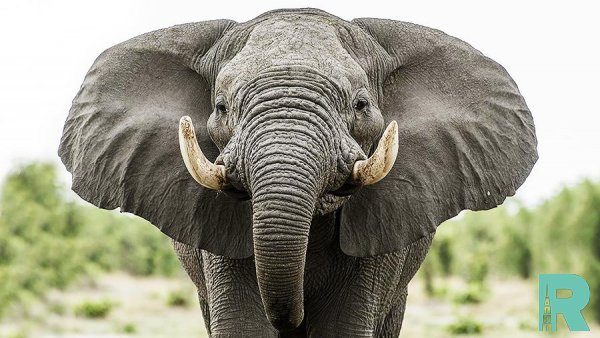 В Канаде работник зоопарка был атакован слоном