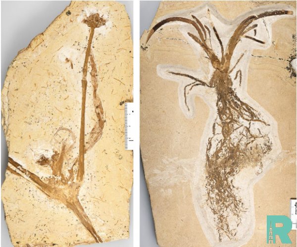 В Бразилии найдена лилия, возраст которой 115 миллионов лет