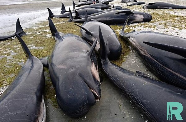 В Исландии на побережье обнаружили около 50 мертвых китов
