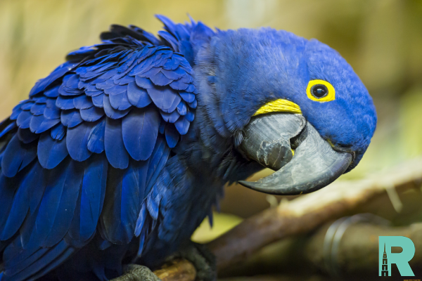 В Новой Зеландии обнаружены останки гигантского попугая