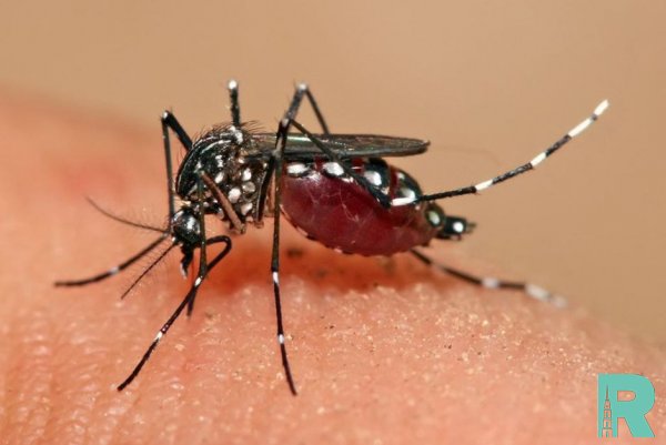 Россиян предупредили о смертельных лихорадках разносимых комарами