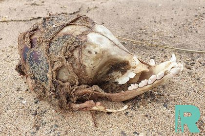 В Англии на берегу найден загадочный череп без глазниц
