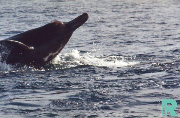 В районе Хоккайдо обнаружен новый вид китов