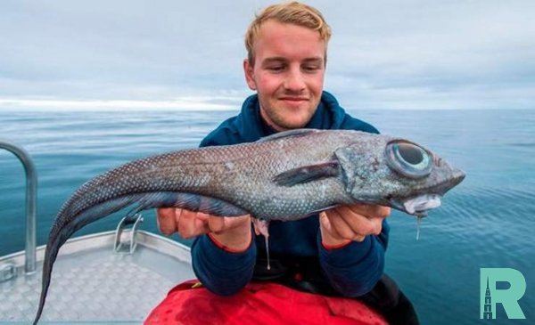 У берегов Норвегии поймали похожую на динозавра рыбу-химеру