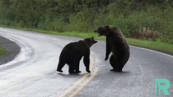 В Канаде прямо на шоссе сняли видео с двумя дерущимися медведями гризли