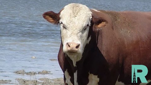 В США от генетически отредактированного быка родились телята без рогов