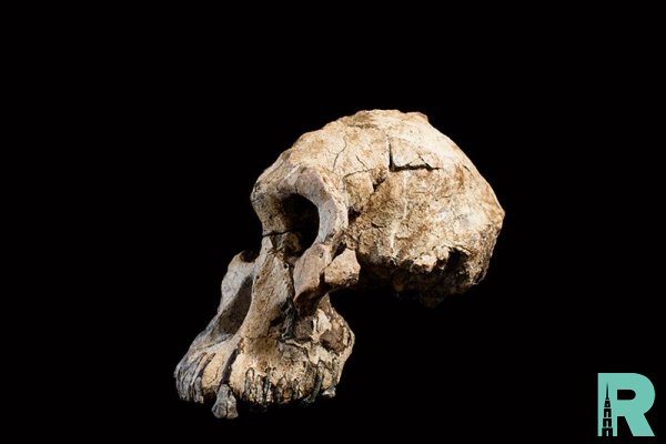 В Эфиопии нашли череп древнейшего вида австралопитеков