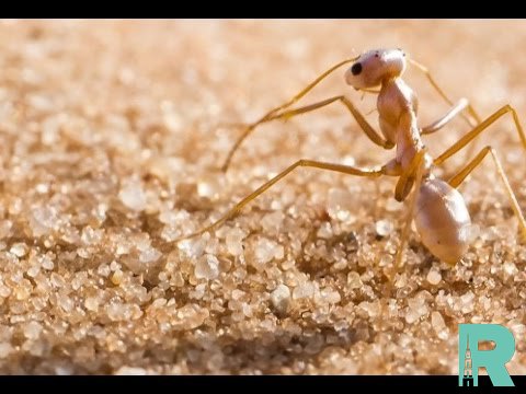 Ученые обнаружили самых быстрых в мире муравьев