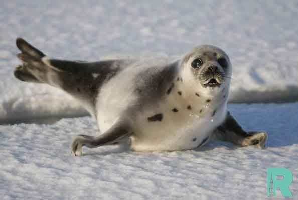 В Арктике от чумы вымирают тюлени